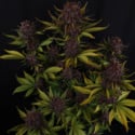 Purple Lemonade Auto (FastBuds) feminized