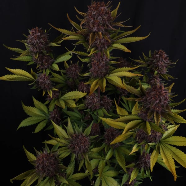 Purple Lemonade Auto (FastBuds) feminized