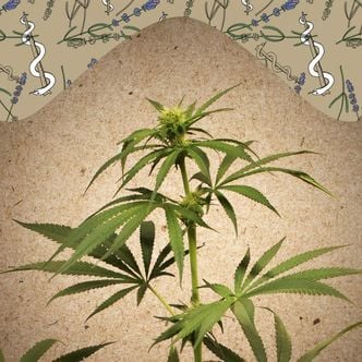 CBD Terra Italia (Female Seeds) feminized