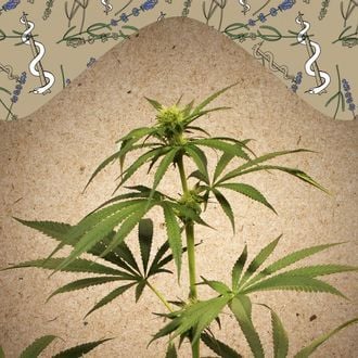 CBD Terra Italia (Female Seeds) feminized