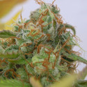 GG 4 Auto (Original Sensible) feminized