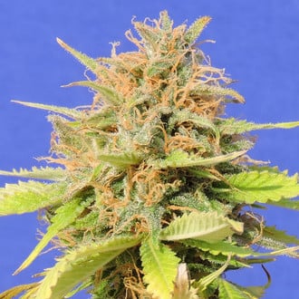 Girl Scout Cookies Auto (Original Sensible) feminized