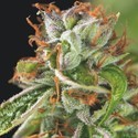 Double OG Haze (Pyramid Seeds) feminized