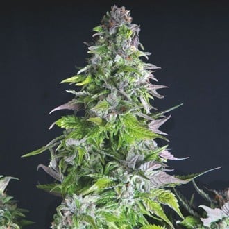 Romulan (Pyramid Seeds) feminized