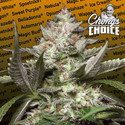 Auto Kong 4 (Paradise Seeds) feminized