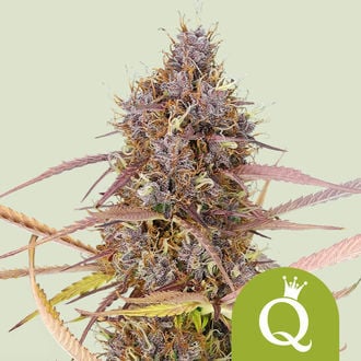 Purple Queen Automatic (Royal Queen Seeds) feminized