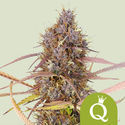 Purple Queen Automatic (Royal Queen Seeds) feminized