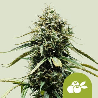 Haze Berry Automatic (Royal Queen Seeds) feminized