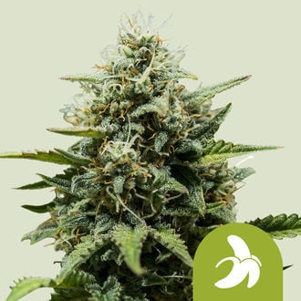 Fat Banana Auto (Royal Queen Seeds) feminized