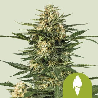 Green Gelato Automatic (Royal Queen Seeds) feminized