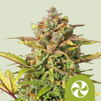 Sweet ZZ Automatic (Royal Queen Seeds) feminized