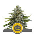 Pumpkin Kush (Royal Queen Seeds) regular