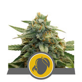Mango Crunch (Royal Queen Seeds) regular