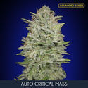 Auto Critical Mass (Advanced Seeds) feminized