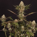 Black ZZ (Exotic Seed x Zamnesia) feminized