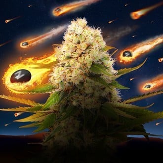 Black ZZ (Exotic Seed x Zamnesia) feminized