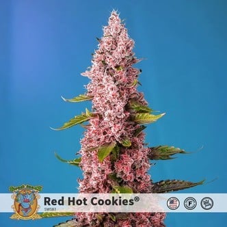 Red Hot Cookies (Sweet Seeds) feminized