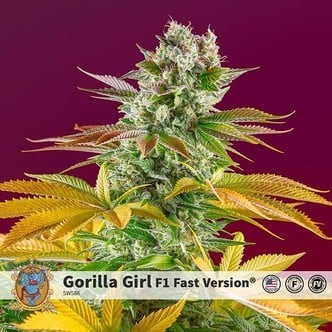 Gorilla Girl - F1 Fast Version (Sweet Seeds) Feminized