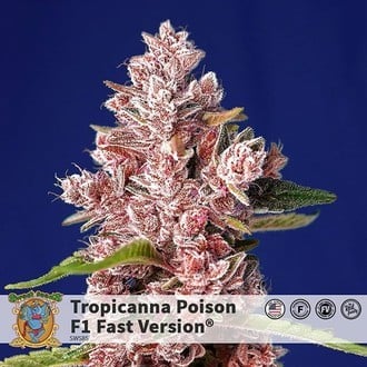 Tropicanna Poison - F1 Fast Version (Sweet Seeds) Feminized