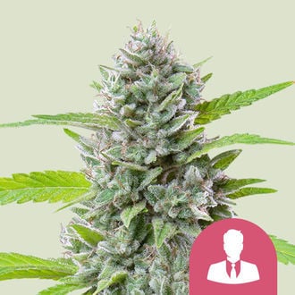 El Patron (Royal Queen Seeds) feminized