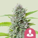 El Patron (Royal Queen Seeds) feminized