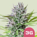 Triple G (Royal Queen Seeds) feminized