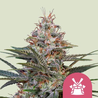 Shogun (Royal Queen Seeds) feminized