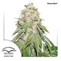 Banana Blaze (Dutch Passion) feminized