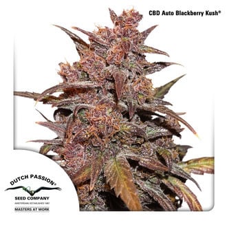 CBD Auto Blackberry Kush (Dutch Passion) feminized