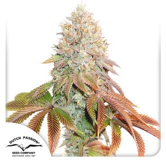 Auto Banana Blaze (Dutch Passion) feminized