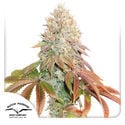 Auto Banana Blaze (Dutch Passion) feminized