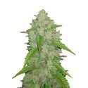 Original Auto Amnesia Haze (FastBuds) Feminized