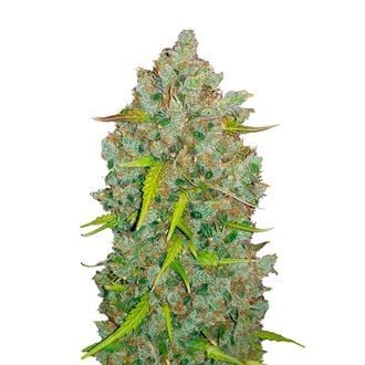 Original Auto BubbleGum (FastBuds) Feminized