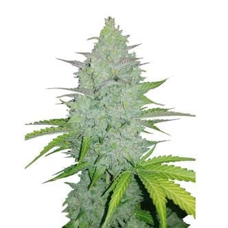 Original Auto Cheese (FastBuds) Feminized