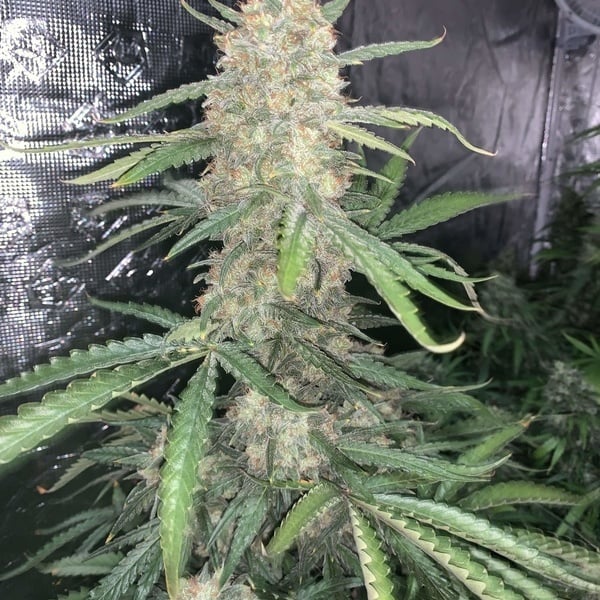 Original Auto OG Kush (FastBuds) Feminized