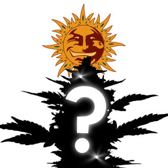 Feminized Mysterie Zaden 5 (Barney's Farm) 