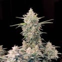 Original Auto Skunk (FastBuds) Feminized