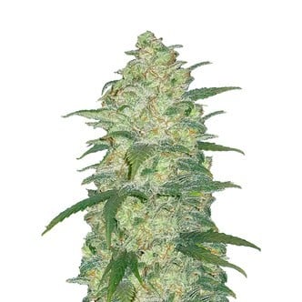 Original Auto White Widow (FastBuds) Feminized