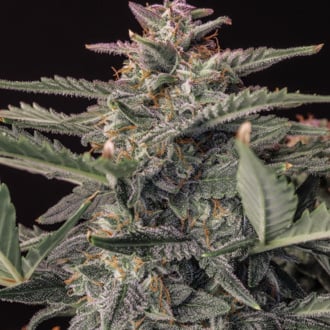 Original Auto White Widow (FastBuds) Feminized