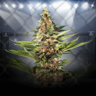 ZZ Punch (Royal Queen Seeds x Zamnesia) feminized