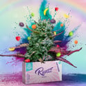 Runtz (Zamnesia Seeds) feminized