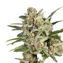 Super Mad Sky Floater (Super Sativa Seed Club) Feminized