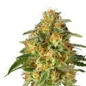 TnT Trichome (Super Sativa Seed Club) feminized