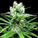 Lemon Ice 2.0 (Ripper Seeds) Feminized