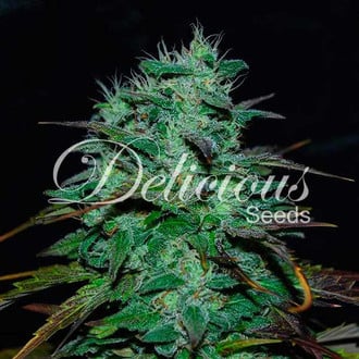 Chocobang (Delicious Seeds) Feminized