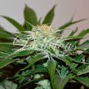 Descojack (Delicious Seeds) feminized