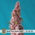 Red Pure Auto CBD (Sweet Seeds) Feminized