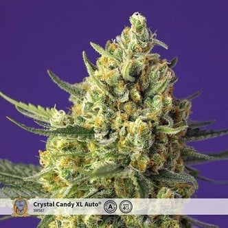 Crystal Candy XL Auto (Sweet Seeds) Feminized