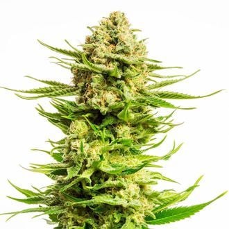 Indica Cream (Kannabia) feminized