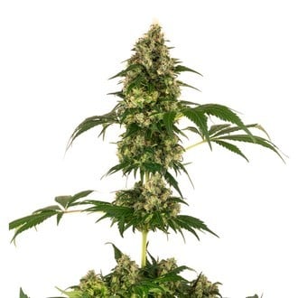 Cobalt Haze (Sensi Seeds) feminized